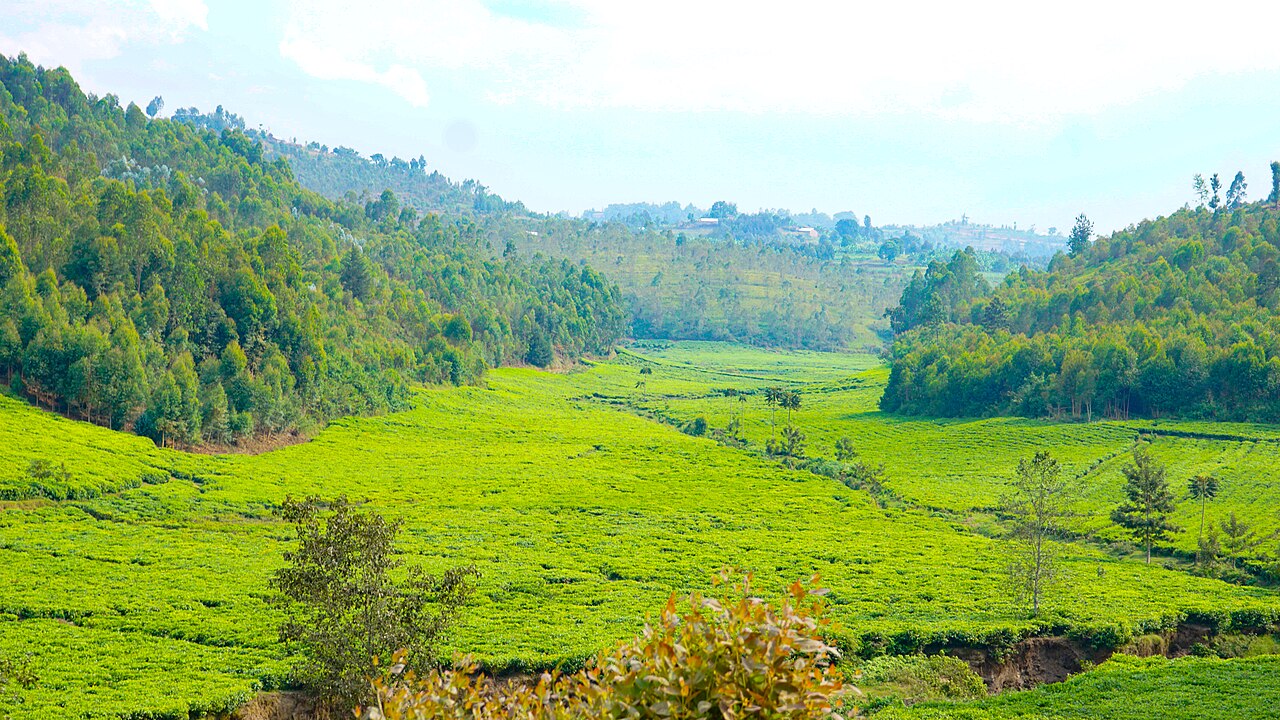 Tea plantations in the Kibeho area of Rwanda; geographic context for the setting of the reports